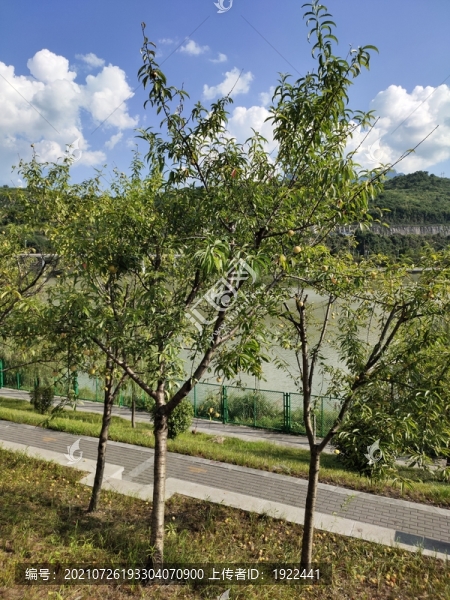 桃樹與桃子