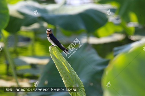 燕子家燕候鳥荷花荷韻荷塘池塘