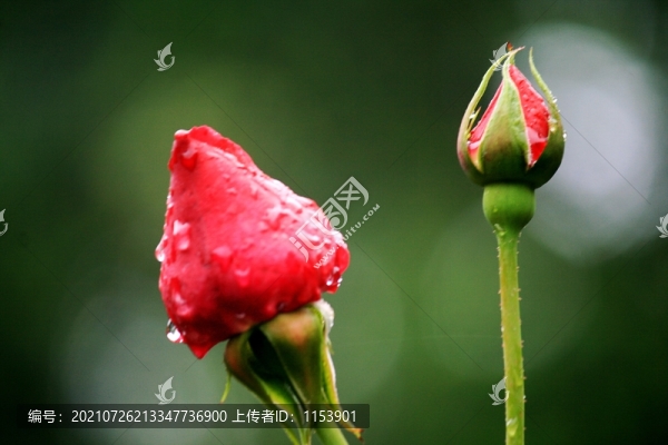 花蕾