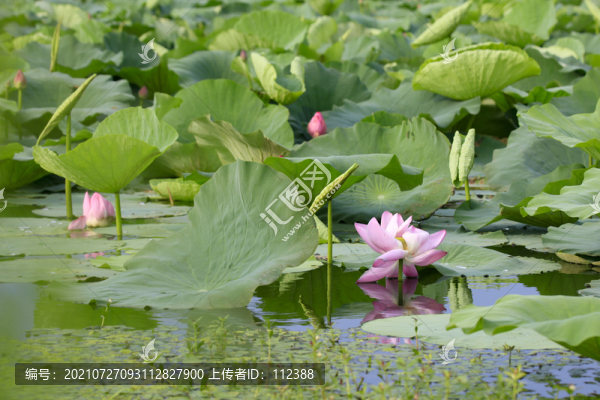 荷花荷韻荷塘池塘荷葉蓮花藕唯美