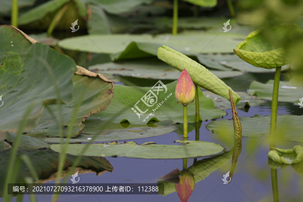 荷花荷韻荷塘池塘荷葉蓮花藕唯美