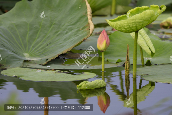 荷花荷韻荷塘池塘荷葉蓮花藕唯美