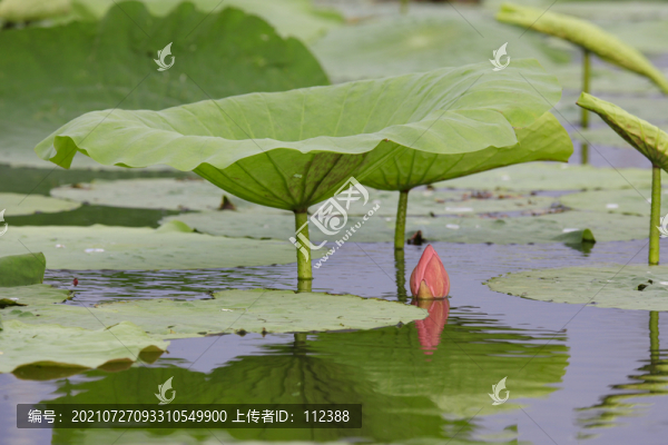 荷花荷韻荷塘池塘荷葉蓮花藕唯美