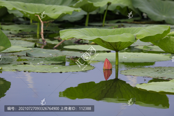 荷花荷韻荷塘池塘荷葉蓮花藕唯美