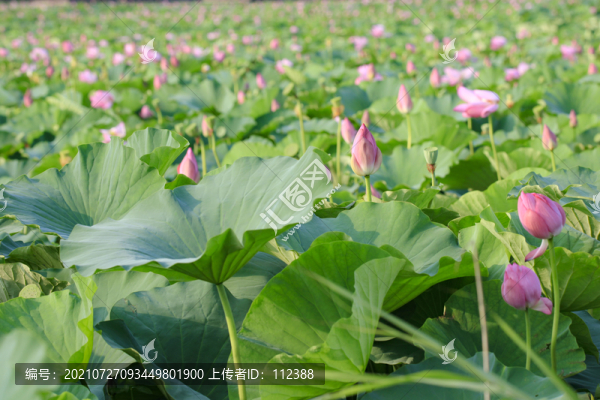 荷花荷韻荷塘池塘荷葉蓮花藕唯美