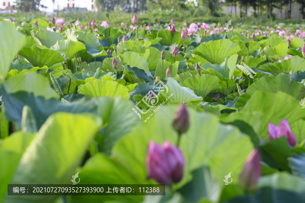 荷花荷韻荷塘池塘荷葉蓮花藕唯美