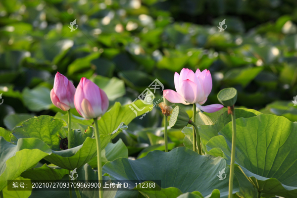 荷花荷韻荷塘池塘荷葉蓮花藕唯美