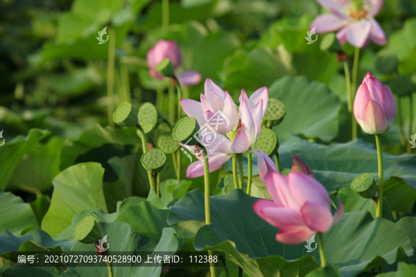 荷花荷韻荷塘池塘荷葉蓮花藕唯美