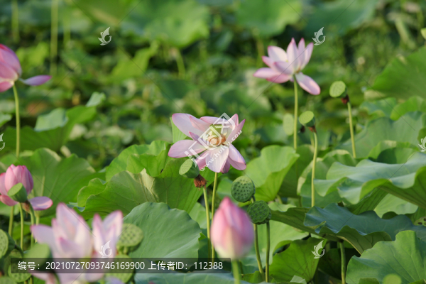 荷花荷韻荷塘池塘荷葉蓮花藕唯美
