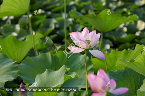 荷花荷韻荷塘池塘荷葉蓮花藕