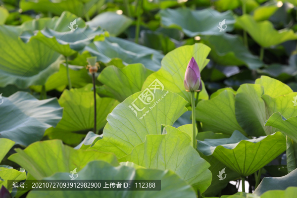 荷花荷韻荷塘池塘荷葉蓮花藕