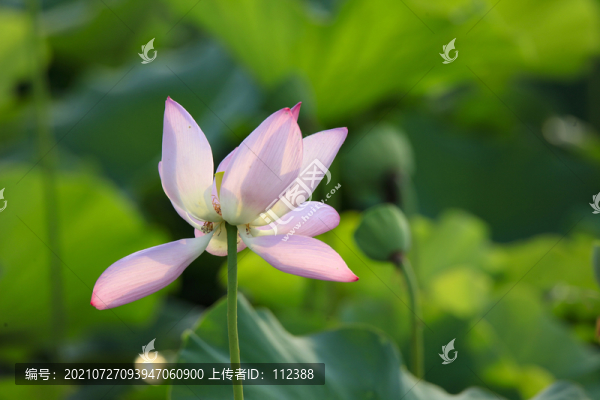 荷花荷韻荷塘池塘荷葉蓮花藕