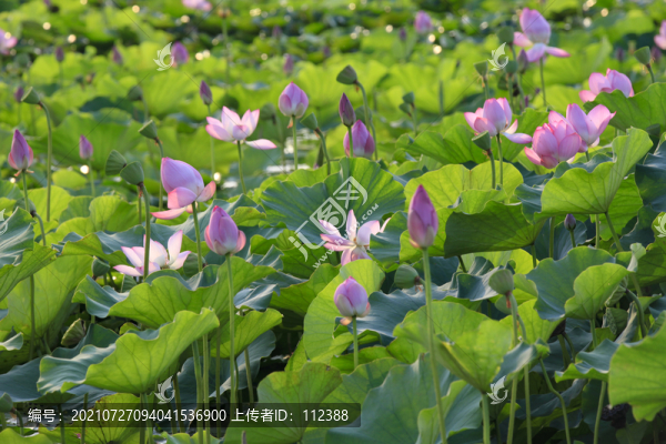 荷花荷韻荷塘池塘荷葉蓮花藕