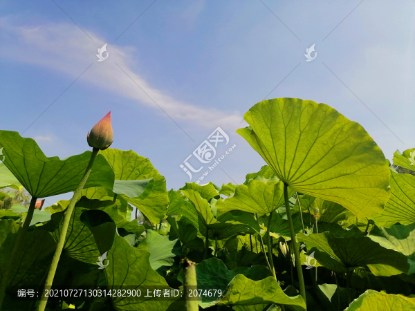 荷花