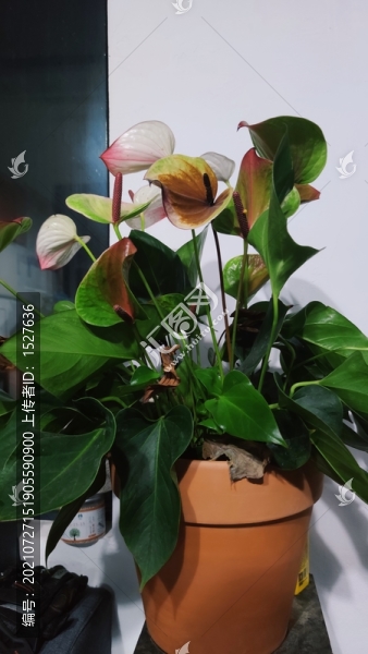 花燭
