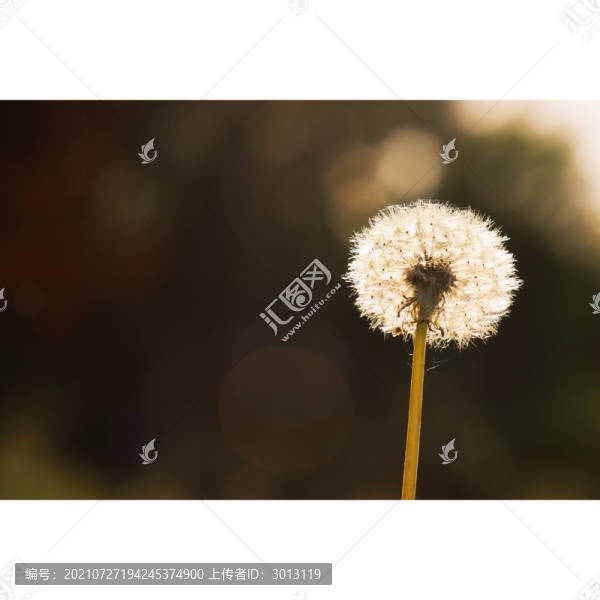 蒲公英