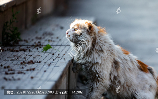 流浪貓