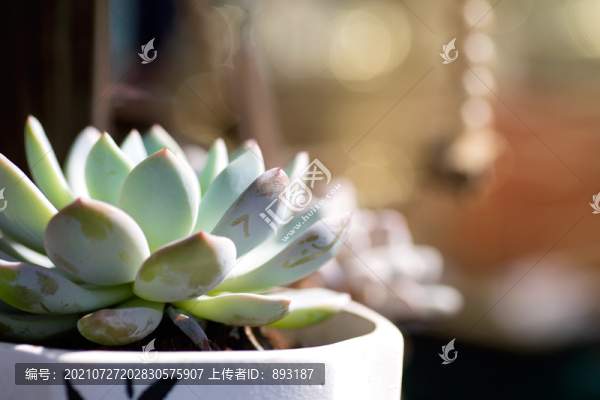 培植的多肉植物
