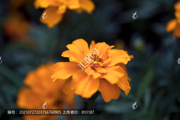 黃秋英菊花花朵