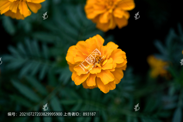 黃秋英菊花花朵