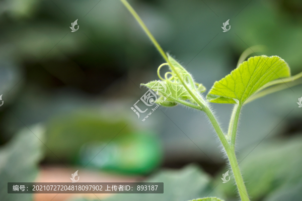 生長的南瓜秧頭芽處