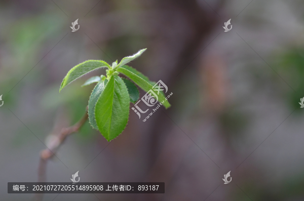樹(shù)木長(zhǎng)出的春芽