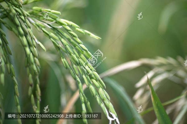 灌漿中的水稻