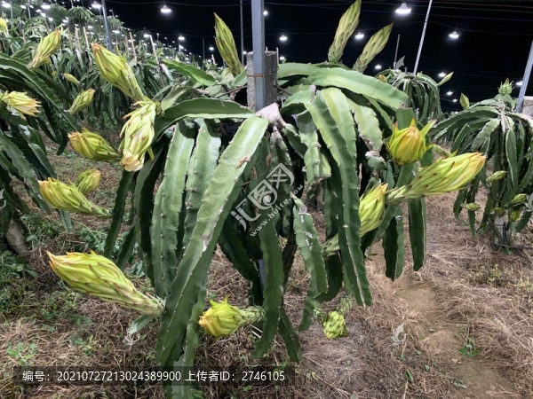 火龍果種植基地