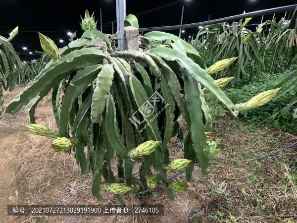 火龍果種植基地