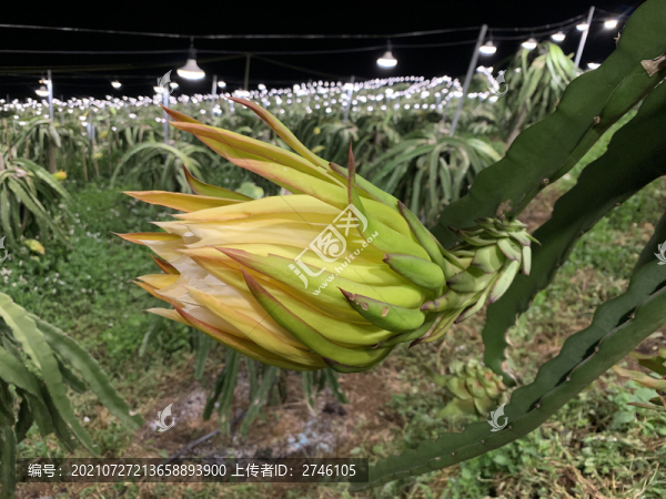 火龍果種植基地