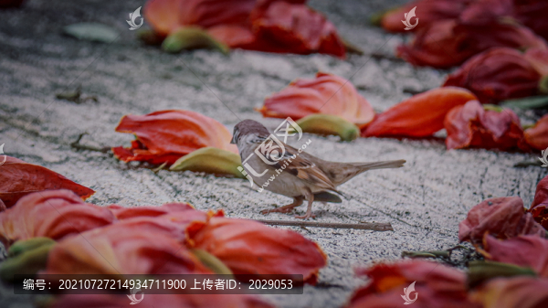 紅色落葉