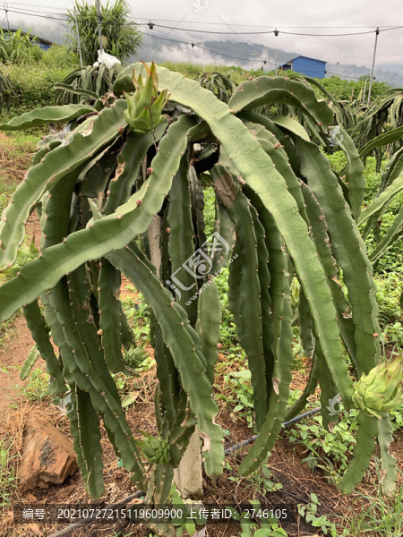 火龍果種植基地
