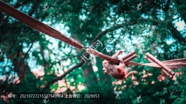動(dòng)物園里在蕩秋千玩耍的小猴子