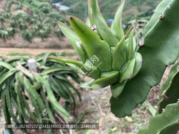 火龍果種植基地