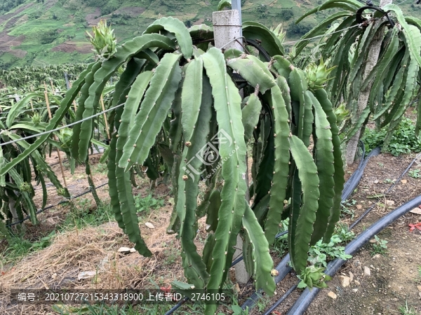 火龍果種植基地