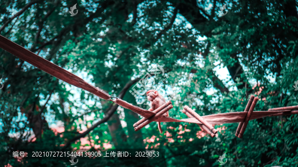 動(dòng)物園里在蕩秋千玩耍的小猴子