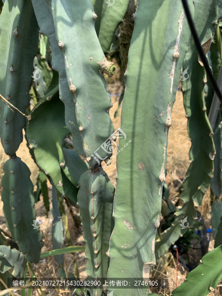 火龍果種植基地