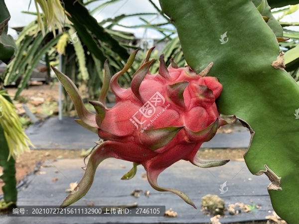 火龍果種植基地
