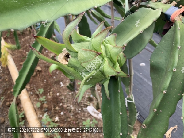 火龍果種植基地