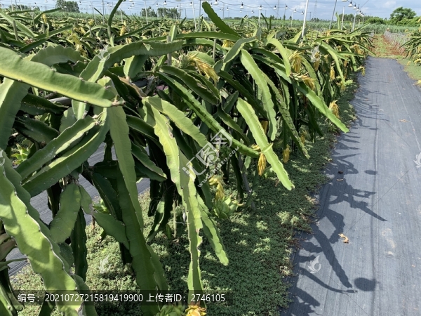 火龍果基地