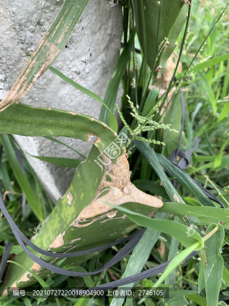 火龍果