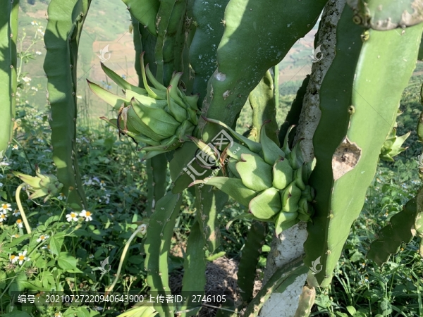 火龍果種植基地