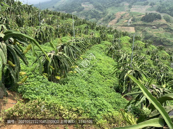 火龍果種植基地