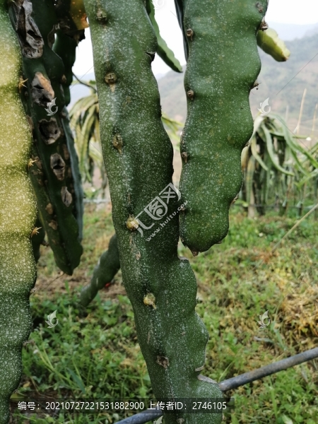火龍果種植基地