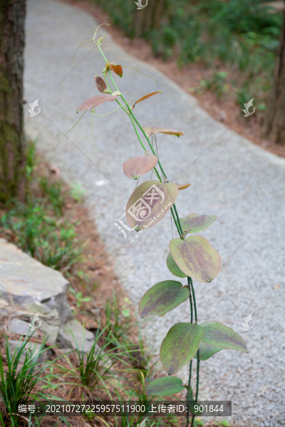 托柄菝葜的植物形態(tài)