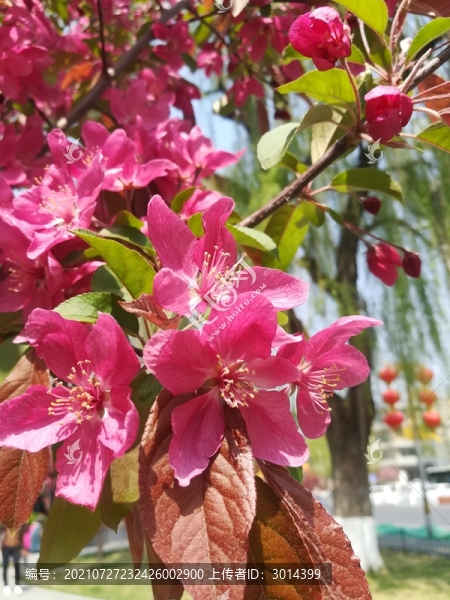 粉色的花