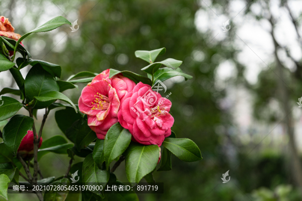 茶花
