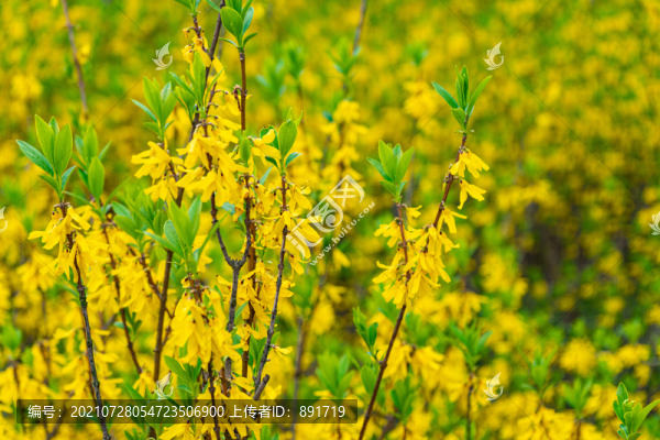 迎春花