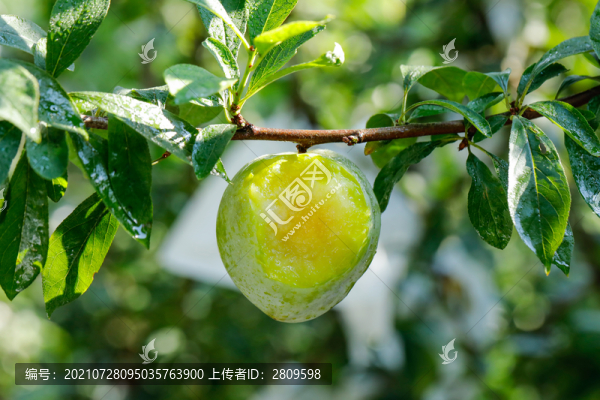 奈李