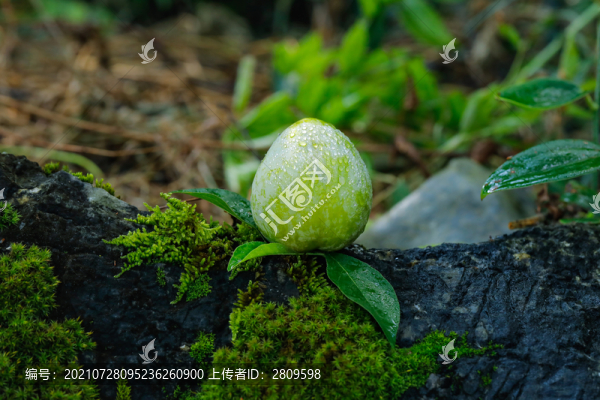 奈李